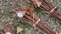 QTY OF METAL PIG TAIL FENCE STAKES - 2