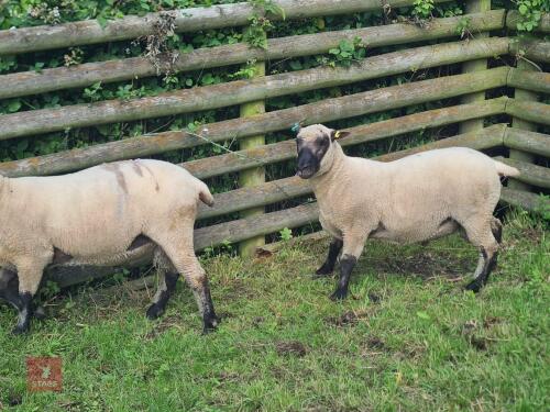 PEDIGREE SHROPSHIRE SHEARLING RAM