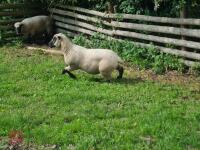 PEDIGREE SHROPSHIRE SHEARLING RAM - 2