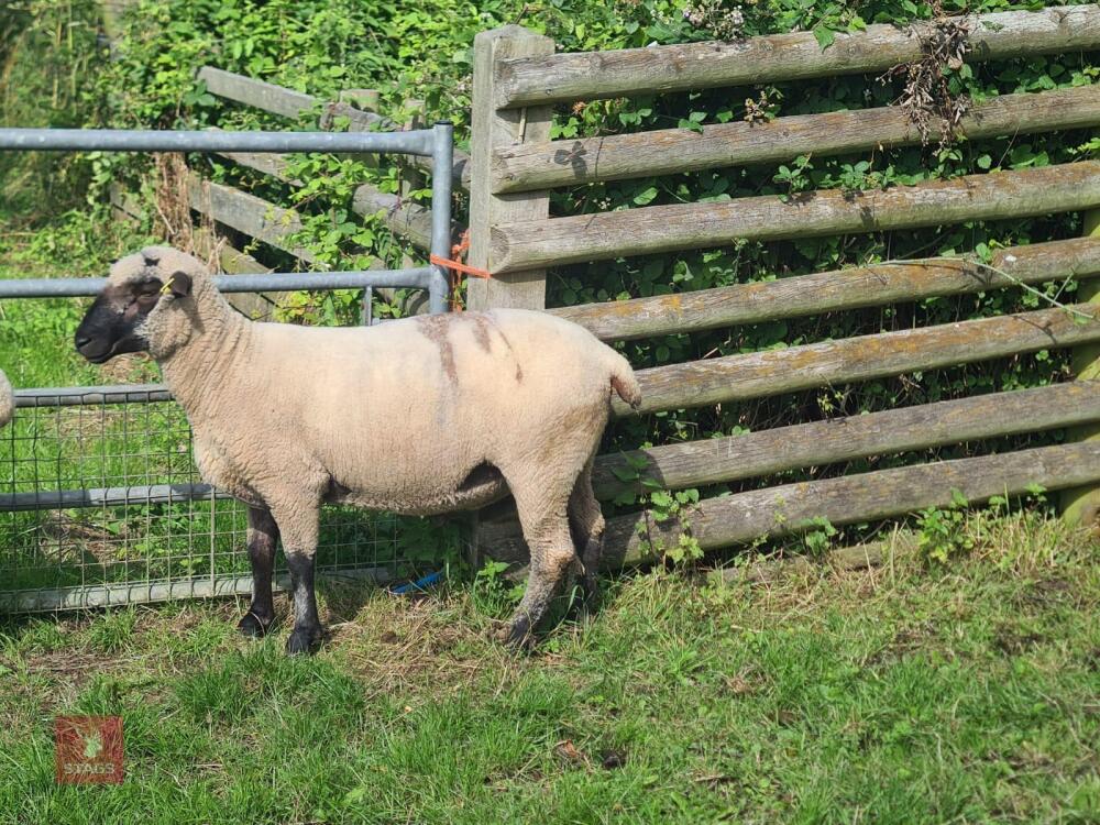 PEDIGREE SHROPSHIRE SHEARLING RAM