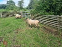 PEDIGREE SHROPSHIRE SHEARLING RAM - 4