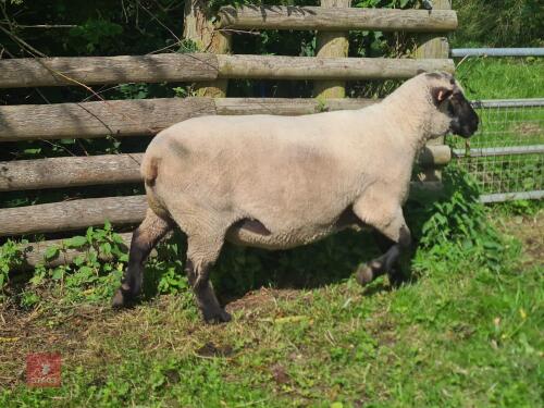 PEDIGREE SHROPSHIRE FULL MOUTH RAM