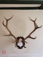 SET OF MOUNTED RED DEER ANTLERS