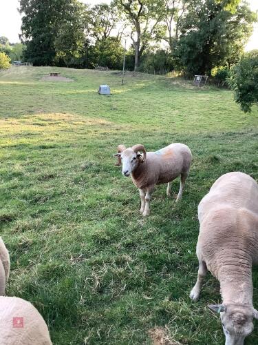 WELSH MOUNTAIN X CHAROLLAIS RAM