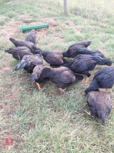 12 YOUNG INDIAN GAME LARGE FOWL