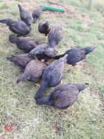 12 YOUNG INDIAN GAME LARGE FOWL - 2