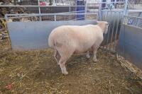 PUREBRED FULL MOUTH POLL DORSET RAM - 3