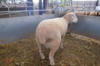 PUREBRED FULL MOUTH POLL DORSET RAM - 4