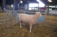 PUREBRED FULL MOUTH POLL DORSET RAM - 6