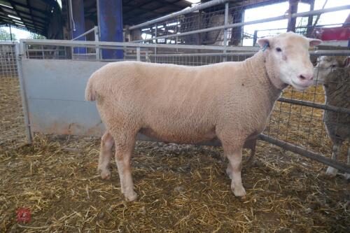 PUREBRED FULL MOUTH POLL DORSET RAM