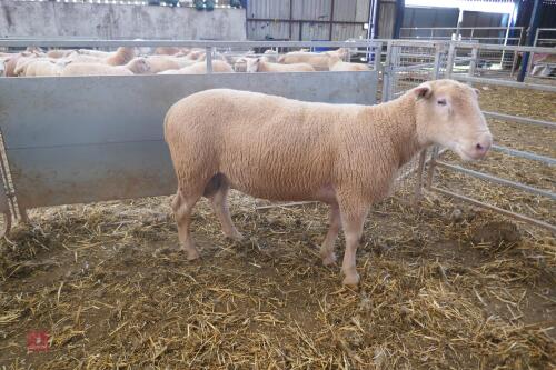 PUREBRED 6T POLL DORSET RAM