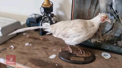 WHITE PHEASANT ON BASE