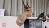 SHOULDER MOUNTED BUSH BUCK - 2