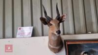 SHOULDER MOUNTED BUSH BUCK - 3