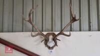 SET OF RED DEER MOUNTED CAST ANTLERS