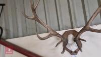 SET OF RED DEER MOUNTED CAST ANTLERS - 2