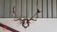 SET OF RED DEER MOUNTED CAST ANTLERS - 3