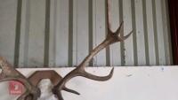 SET OF RED DEER MOUNTED CAST ANTLERS - 5