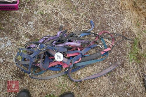 HALTERS + HARNESSES