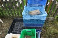 QTY OF MUSHROOM TRAYS + CONTAINERS - 4