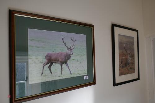 2 STAGS PHOTO PICTURES