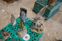 VARIETY OF ANIMAL FIGURINES - 7