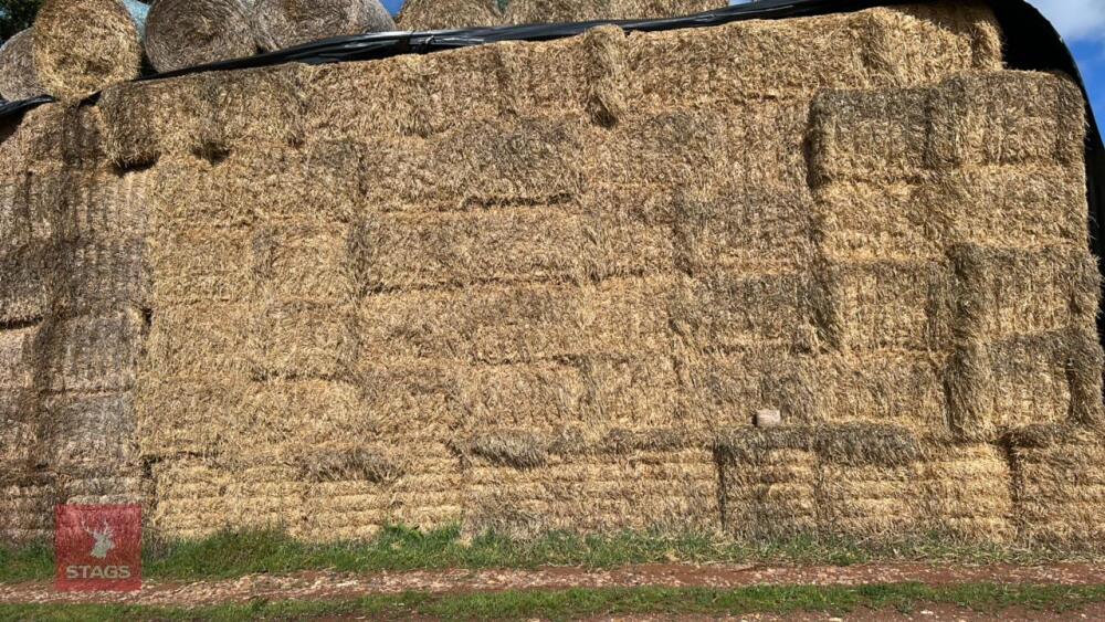 20 QUADRANT 5300 BALES OF BARLEY STRAW