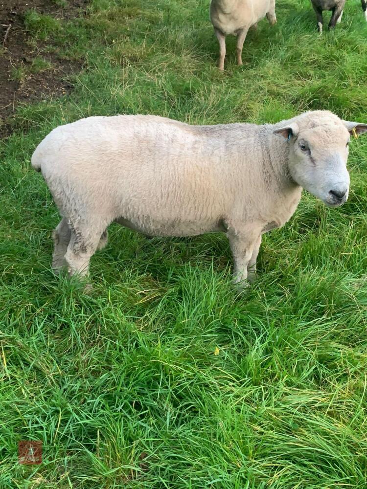 FULL MOUTH PEDIGREE RYELAND RAM