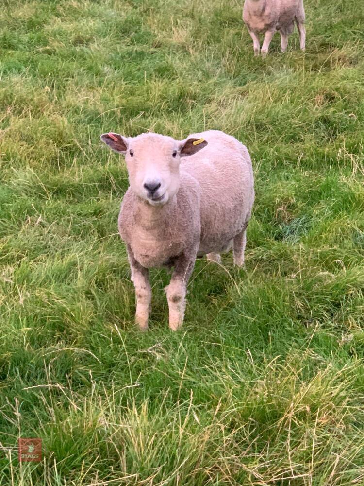 2 YEAR OLD PEDIGREE RYELAND RAM