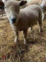 2 YEAR OLD PEDIGREE RYELAND RAM - 4