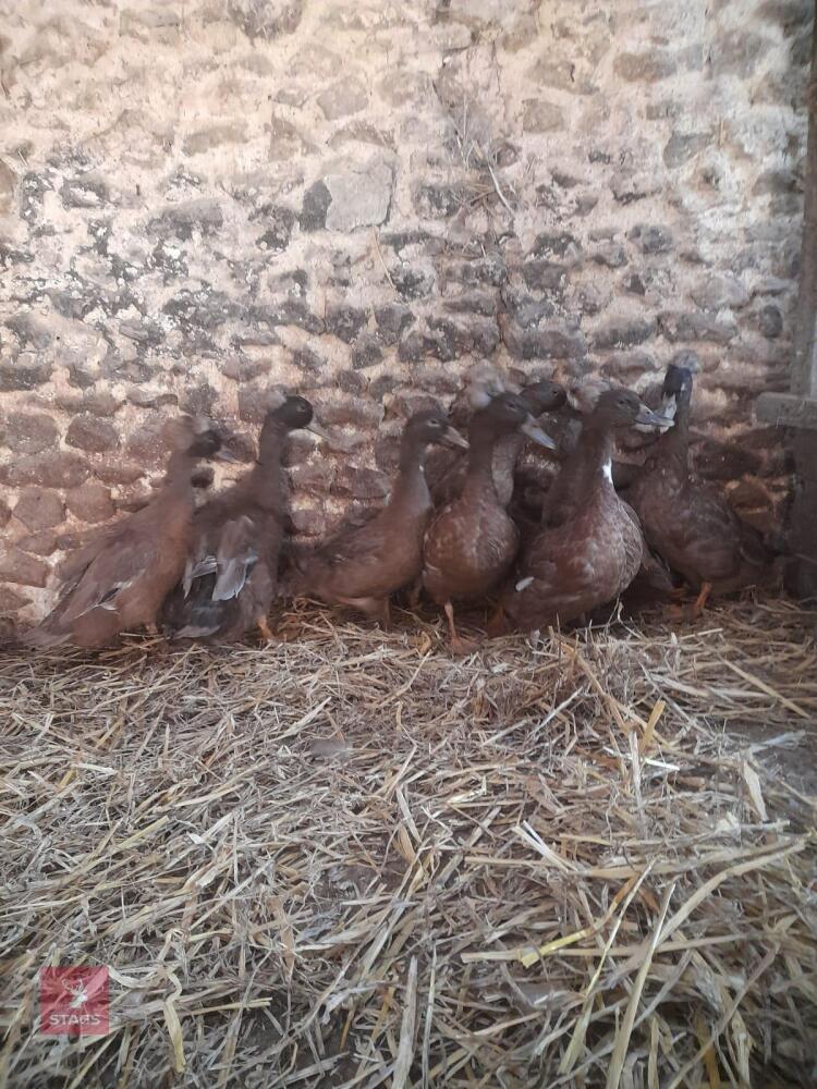 8 CRESTED KHAKI CAMPBELL DUCKS