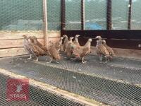 125 X 15WK OLD GREY PARTRIDGE POULTS