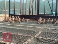 125 X 15WK OLD GREY PARTRIDGE POULTS - 2