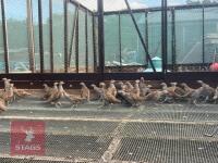 125 X 15WK OLD GREY PARTRIDGE POULTS - 3