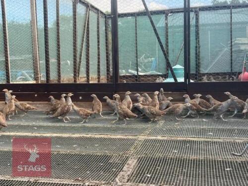 250 X 15WK OLD GREY PARTRIDGE POULTS