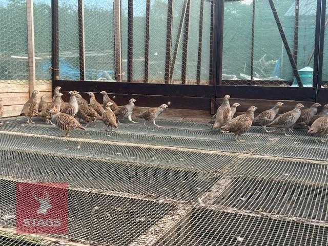 500 X 15WK OLD GREY PARTRIDGE POULTS