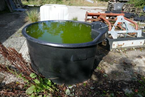 PAXTON PLASTIC CATTLE WATER TROUGH