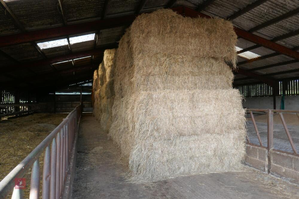 50 BALE OF 2023 HAY (BIDS PER BALE)