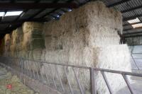 50 BALE OF 2023 HAY (BIDS PER BALE) - 8