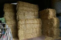 50 BALES OF 2023 BARLEY STRAW - 4