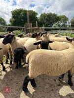 17 SUFFOLK X SHEARLING EWES - 5