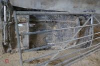 12' GALVANISED GATE (18) - 10