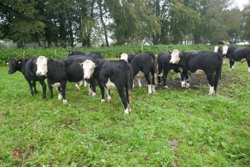 10 X 18MONTH STORE CATTLE STEERS