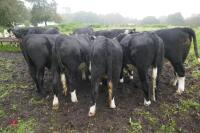 10 X 18MONTH STORE CATTLE STEERS - 2