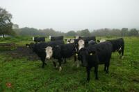 10 X 18MONTH STORE CATTLE STEERS - 5