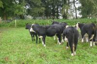 10 X 18MONTH STORE CATTLE STEERS - 8