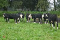 10 X 18MONTH STORE CATTLE STEERS - 11