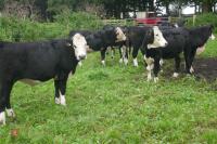 10 X 18MONTH STORE CATTLE STEERS - 12