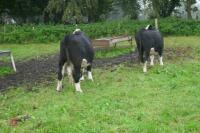 10 X 18MONTH STORE CATTLE STEERS - 13