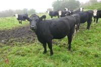 10 X 18MONTH STORE CATTLE STEERS - 17